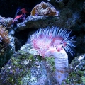 CoCo Worm