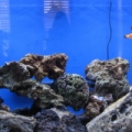 Triplemom's 46g BF 12/01/2008