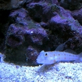 Young Diamond Spot Goby