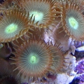 Macro shot of Button Polyps