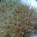 Macro shot of Star Polyps