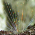 Mysterious_creature_007