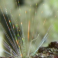 Mysterious_creature_008