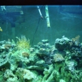 fishtank020-1