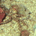 boxer crab