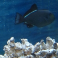New Hawaiian black triggerfish