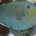 New Hawaiian black triggerfish