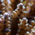 acropora