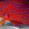 Miniatus grouper