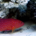Miniatus grouper
