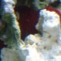 Miniatus grouper