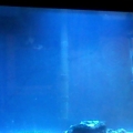 my tank