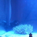 my tank