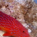 Miniatus grouper - best photo yet