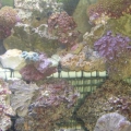 a_few_corals