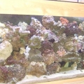 my_fish