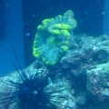Open Brain & Urchin