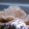 anemone12