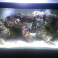 my tank