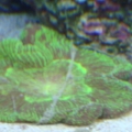 Brain Coral