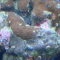 Christmas Tree Rock