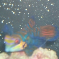 AWESOME GOBY