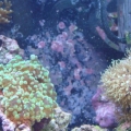 Frogspawn