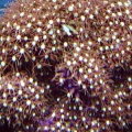 Star Polyps