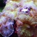 Mushroom Rock