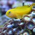Yellow Clown Goby