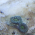 Green Zoanthid Frag