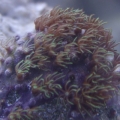 GSP Frag