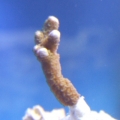 Orange Digi Frag