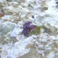 Pink Zoanthid