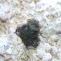 Green and yellow Zoanthid Frag