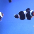 Black Ocellaris Pair