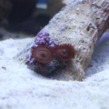 Maroon Zoanthid Frag