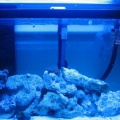 Tron's 30 gal at 4 months