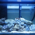 Tron's 30 gal at 4 months
