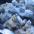 Tron's 30 gal at 4 months