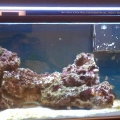 my first tank