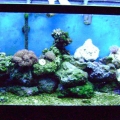 my 55 gallon