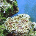 Galaxy coral