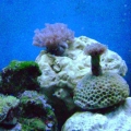 assorted corals