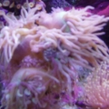 Whisker Coral