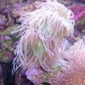Whisker Coral