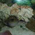 puffer2