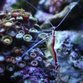 skunk cleaner shrimp