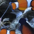 My fish