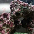 My 10gal SW tank